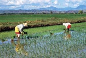تلاش دولت ژاپن برای کنترل گرانی برنج