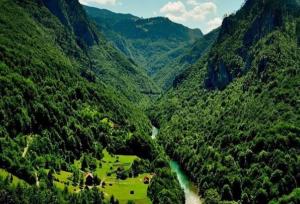 جنگلداری نوین در هیرکانی؛ بازسازی مدیریت علمی جنگل‌های شمال