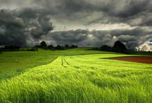 کمبود بارندگی در شرق کردستان عملکرد مزارع گندم را تهدید می‌کند