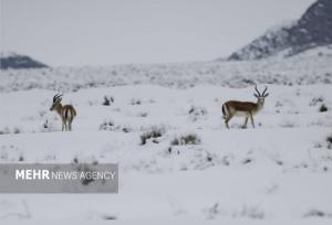 بارش‌ها زیستگاه‌های اصفهان را زنده کرد؛ کاهش غبارخیزی تالاب گاوخونی