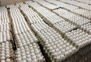 قیمت تخم‌مرغ پوسته سفید در میادین و بازارهای میوه و تره‌بار