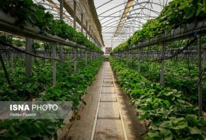 ۲.۵ هکتار به مساحت گلخانه‌های شهرستان بجنورد افزوده شد