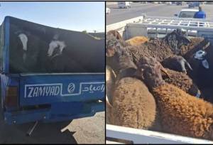 توقیف احشام قاچاق به ارزش یک میلیارد ریال در رباط کریم