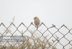 وقوع پدیده مه صبحگاهی در لرستان طی روزهای چهارشنبه و پنج‌شنبه