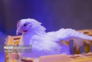 کامیونت حامل ۴ تن مرغ قاچاق در توقیف پلیس هرمزگان