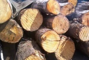 ۲ تن چوب تاغ جنگلی قاچاق در برخوار کشف شد