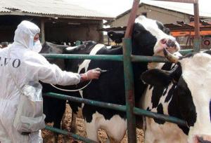 هدف اصلی سویه جدید تب برفکی، گاو شیری است