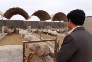 طرح «جهش تولید در دامداری‌های روستایی و عشایری» در کرمانشاه اجرا می‌شود