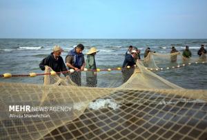 فصل صید ماهی در رودسر