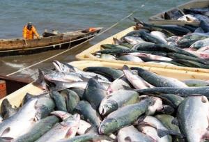 واگذاری مدیریت بنادر ماهیگیری؛ گامی به‌سوی بهره‌وری و مشارکت مردمی