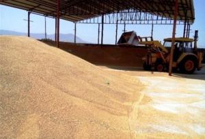 جعفری: ذخایر گندم در مازندران پایدار و مطمئن است