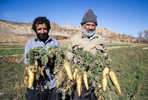 نماینده اردکان: جشنواره زردک فرصتی برای توسعه گردشگری خرانق است