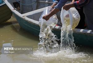 رهاسازی ۱۰۰ هزار قطعه بچه ماهی بومی در تالاب شادگان روستای صراخیه