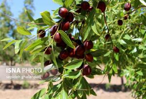 عناب؛ سوپرفود جدید صنعت زیبایی که پوست را جوان‌ترمی‌کند 