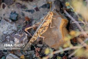 آماده‌باش هرمزگان برای مقابله با هجوم احتمالی ملخ‌های صحرایی