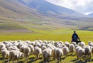 آقای وزیر! نه معلم، چوپان است نه بچه‌های ما گوسفند