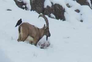 سازمان محیط زیست: در روزهای برفی از غذادهی به حیات‌وحش خودداری کنید