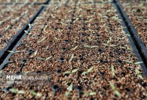 تفاهم‌نامه سه‌جانبه ساماندهی تولید، عرضه و تکمیل زنجیره نهال امضا شد