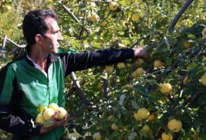 جشنواره برداشت میوه‌های سردرختی در روستای آبگاهی برگزار می شود