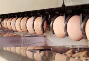 راه اندازی اولین واحد بسته بندی مکانیزه تخم مرغ در گیلان