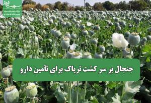 جنجال بر سر کشت تریاک برای تأمین دارو
