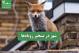 شهر در تسخیر روباه‌ها