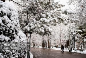 جمع‌آوری ۱۱۱ مورد درخت و سرشاخه سقوطی بر اثر بارش برف در مشهد