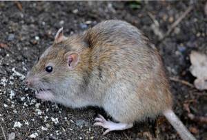 استانداردسازی روش‌های کنترل حیوانات شهری در تهران