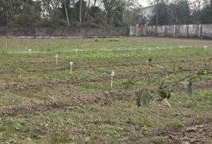 اجرای رویداد ترویجی کشت پاییزه در اراضی کشاورزی آستانه اشرفیه