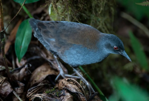 بازگشت شگفت‌انگیز پرنده گمشده پس از ۲۰۰ سال