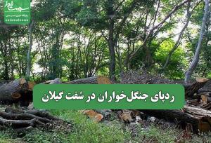 ردپای جنگل‌خواران در شفت گیلان