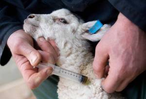 بیش از ۶.۶ میلیون نوبت واکسیناسیون دام در کردستان انجام شد