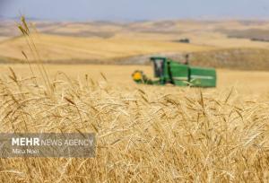 بیش از ۸۰۰ هزار تن گندم مازاد بر نیاز  کشاورزان خریداری شد