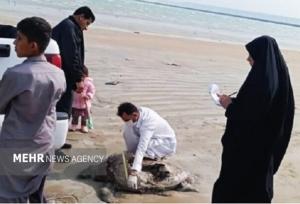 کشف لاک‌پشت دریایی تلف شده در سواحل کنارک