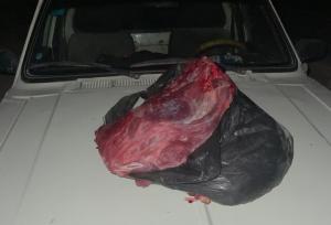 شکارچی گراز در کازرون دستگیر شد