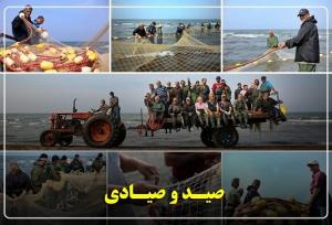 گیلان پیشتاز احیای ذخایر آبزی؛ صید ماهیان استخوانی ۴۰ درصد رشد کرد