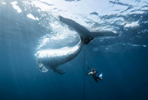 لحظه نفس‌گیر نجات نهنگ گوژپشت برنده جایزه شد