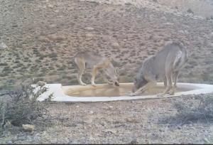 ۴ قلاده گرگ خاکستری میهمانان پارک ملی صیدوا