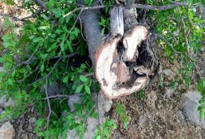 ۶۴ هکتار از جنگل‌های ایلام درگیر آفت لورانتوس است/ پاکسازی مکانیکی در سه شهرستان