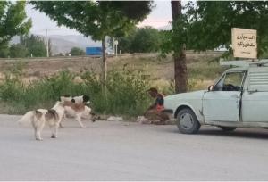 ماهیانه ۲۰۰ سگ ولگرد در بجنورد جمع‌آوری می‌شود