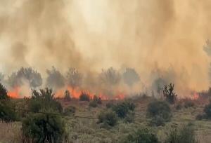 تلاش برای مهار آتش‌سوزی پارک جنگلی ریخک در سرپل‌ذهاب