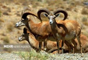 سرشماری پاییزه حیات‌وحش اصفهان آغاز شد