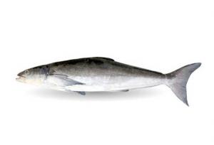 تکثیر ماهی سوکلا در هرمزگان بومی‌سازی شد