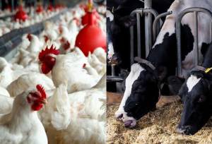 کارآمدسازی یارانه‌های بخش کشاورزی با شارژکیف پول الکترونیکی دامداران و مرغداران