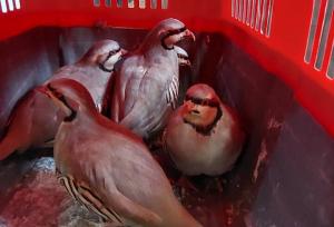 کشف تخلف زنده‌گیری و نگهداری کبک وحشی در شهرستان لردگان