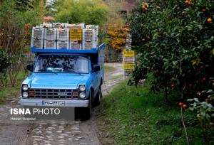 رؤیای دلارهای رنگی در سایه چالش‌های دیرینه باغداری مازندران