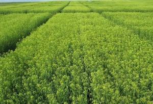 اجرای طرح توسعه کشت گیاه روغنی کاملینا در اراضی دیم کردستان