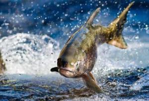 تولید سالیانه ۶۵۰۰ تُن ماهی گرم‌آبی و سردآبی در همدان/ برنامه‌ریزی برای توسعه پرورش ماهی خاویاری