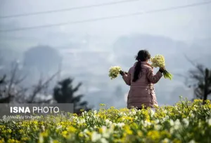 زیبایی خیره‌کننده برداشت گل نرگس در ایران