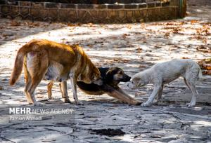 افزایش سگ گزیدگی در یاسوج؛ وعده‌ها تبدیل به خطر برای کودکان می‌شود